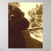 Gorilla Dreams Poster (Vorne)