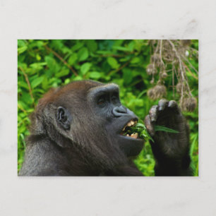 Gorilla Eating Salad Postkarte