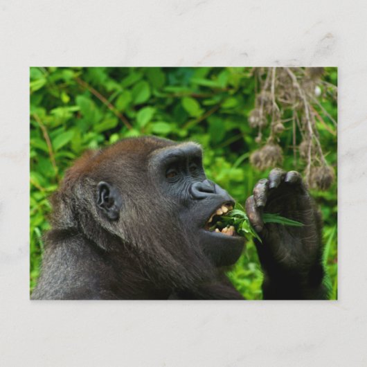 Gorilla Eating Salad Postkarte (Vorderseite)