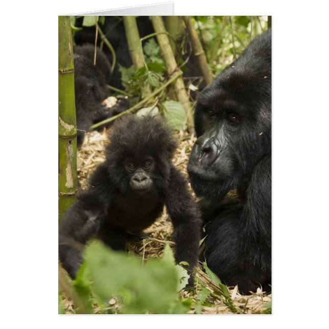 Gorilla, erwachsen mit jung (Vorne)