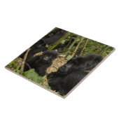 Gorilla, erwachsen mit jung fliese (Seite)