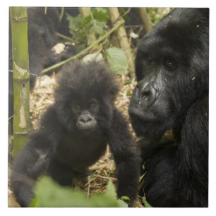 Gorilla, erwachsen mit jung fliese