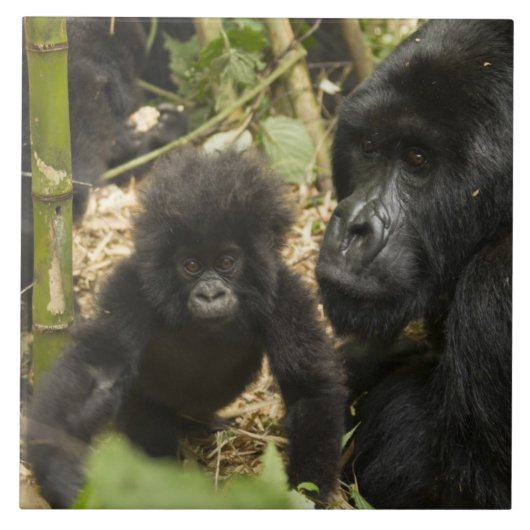 Gorilla, erwachsen mit jung fliese (Vorderseite)