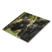 Gorilla, erwachsen mit jung fliese (Seite)