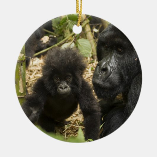 Gorilla, erwachsen mit jung keramikornament (Vorne)