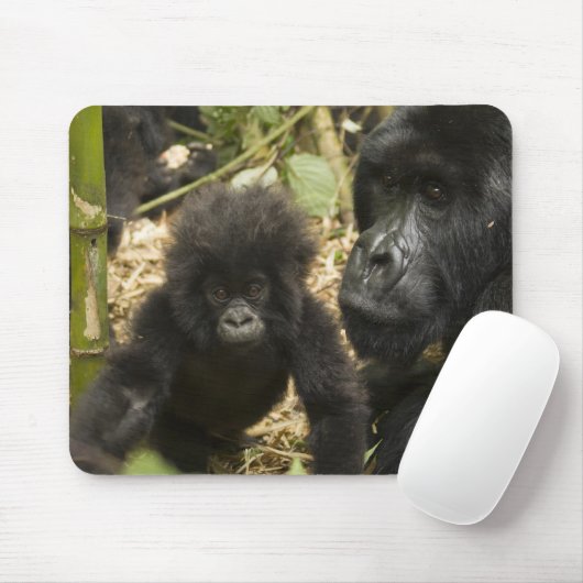Gorilla, erwachsen mit jung mousepad (Mit Mouse)