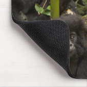 Gorilla, erwachsen mit jung mousepad (Ecke)