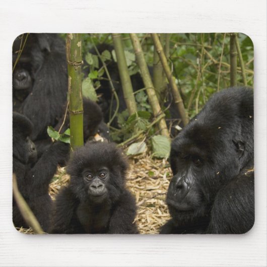 Gorilla, erwachsen mit jung mousepad (Vorne)