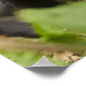 Gorilla, erwachsen mit jung poster (Ecke)