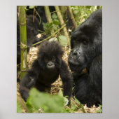 Gorilla, erwachsen mit jung poster (Vorne)