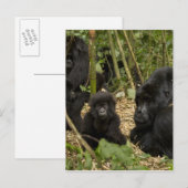 Gorilla, erwachsen mit jung postkarte (Vorne/Hinten)