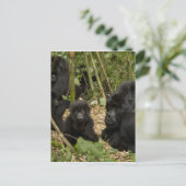 Gorilla, erwachsen mit jung postkarte (Stehend Vorderseite)