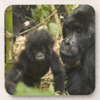 Gorilla, erwachsen mit jung