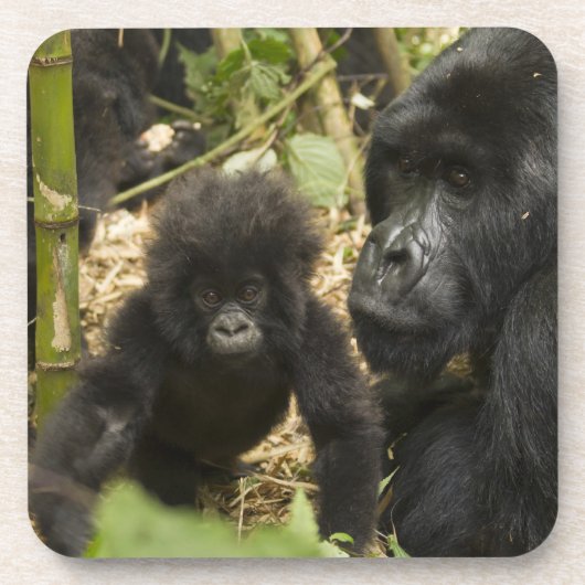 Gorilla, erwachsen mit jung untersetzer (Vorderseite)