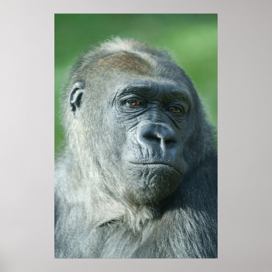 Gorilla Face Poster (Vorne)