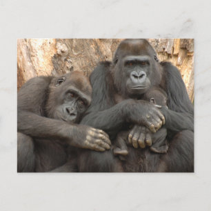 Gorilla-Familie Postkarte
