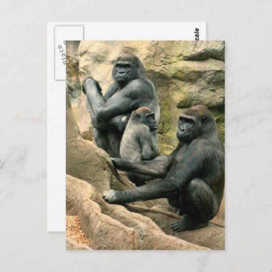 Gorilla Family Postcard Postkarte (Vorne/Hinten)