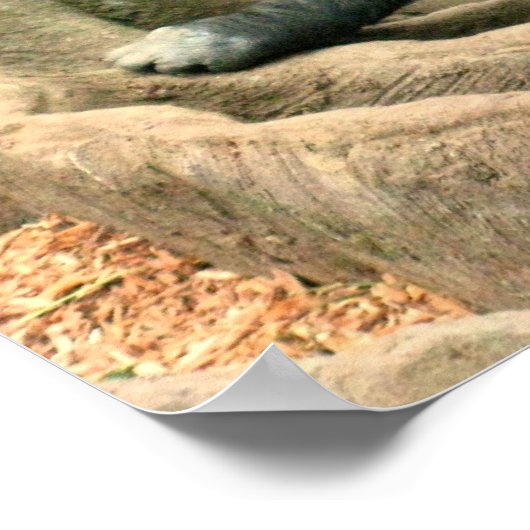 Gorilla Family Poster (Ecke)