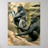 Gorilla Family Poster (Vorne)