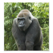 Gorilla Foto (Vorne)