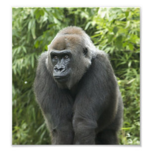 Gorilla Foto