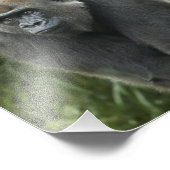 Gorilla Foto (Ecke)
