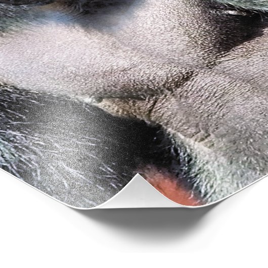 GORILLA FOTODRUCK (Ecke)