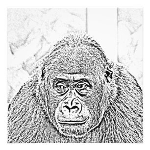 Gorilla Fotodruck