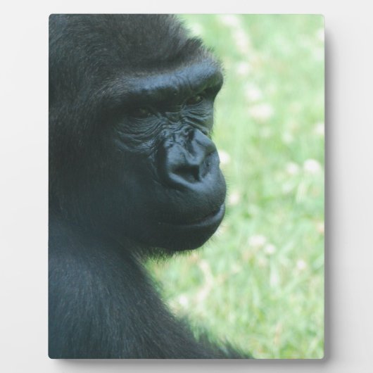 Gorilla Gaze Plaque Fotoplatte (Vorderseite)