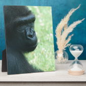 Gorilla Gaze Plaque Fotoplatte (Seite)