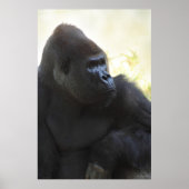 Gorilla Gaze Poster -40x60 -andere Größen verfügba (Vorne)