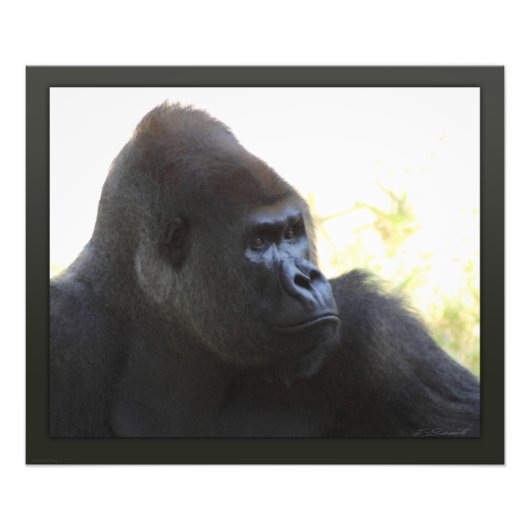 Gorilla Gaze Print -24x20 -andere Größen verfügbar Fotodruck (Vorne)