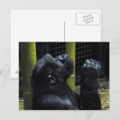 Gorilla-Gebet-Postkarte Postkarte (Vorne/Hinten)