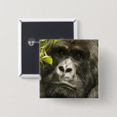 Gorilla, Gorilla beringei beringei, Button (Vorne & Hinten)