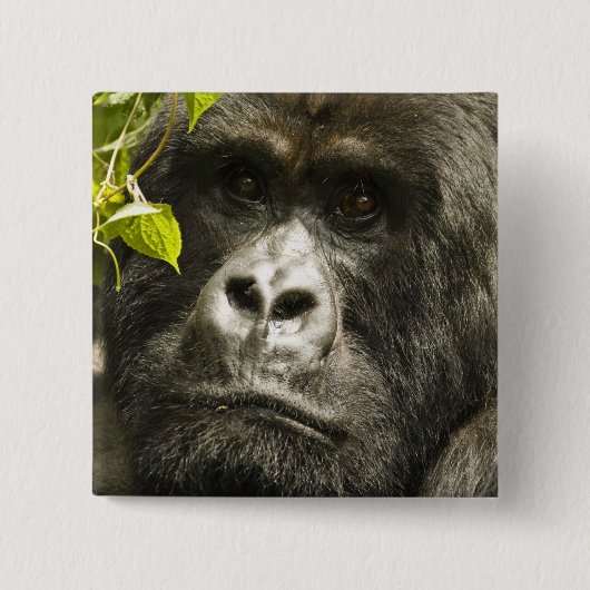 Gorilla, Gorilla beringei beringei, Button (Vorderseite)