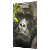 Gorilla, Gorilla beringei beringei, Klemmbrett (Links)