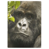 Gorilla, Gorilla beringei beringei, Klemmbrett (Rückseite)
