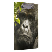 Gorilla, Gorilla beringei beringei, Klemmbrett (Rechts)