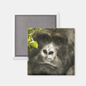 Gorilla, Gorilla beringei beringei, Magnet (Vorderseite/Rückseite)