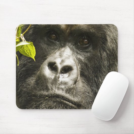 Gorilla, Gorilla beringei beringei, Mousepad (Mit Mouse)