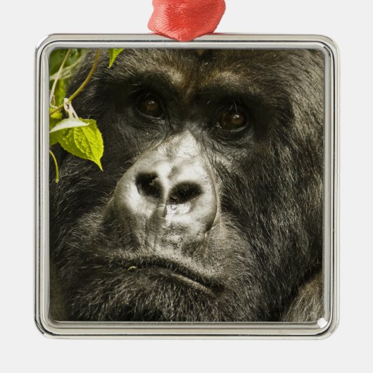 Gorilla, Gorilla beringei beringei, Ornament Aus Metall (Vorne)