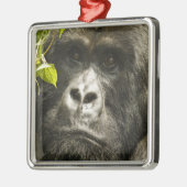Gorilla, Gorilla beringei beringei, Ornament Aus Metall (Links)