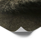 Gorilla, Gorilla beringei beringei, Poster (Ecke)