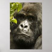 Gorilla, Gorilla beringei beringei, Poster (Vorne)