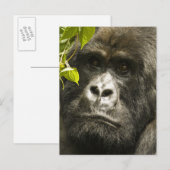 Gorilla, Gorilla beringei beringei, Postkarte (Vorne/Hinten)