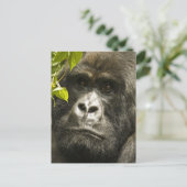 Gorilla, Gorilla beringei beringei, Postkarte (Stehend Vorderseite)