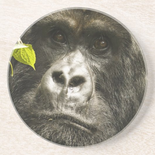 Gorilla, Gorilla beringei beringei, Sandstein Untersetzer (Vorne)