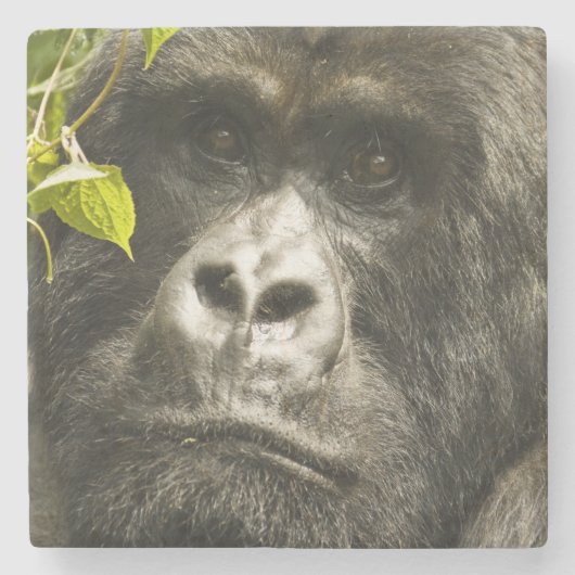 Gorilla, Gorilla beringei beringei, Steinuntersetzer (Vorderseite)