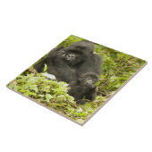 Gorilla, Gorilla beringei (ehemals G. Fliese (Seite)