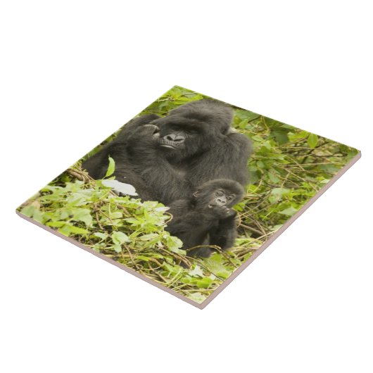 Gorilla, Gorilla beringei (ehemals G. Fliese (Seite)